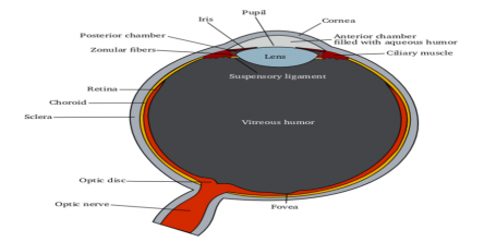 eye image